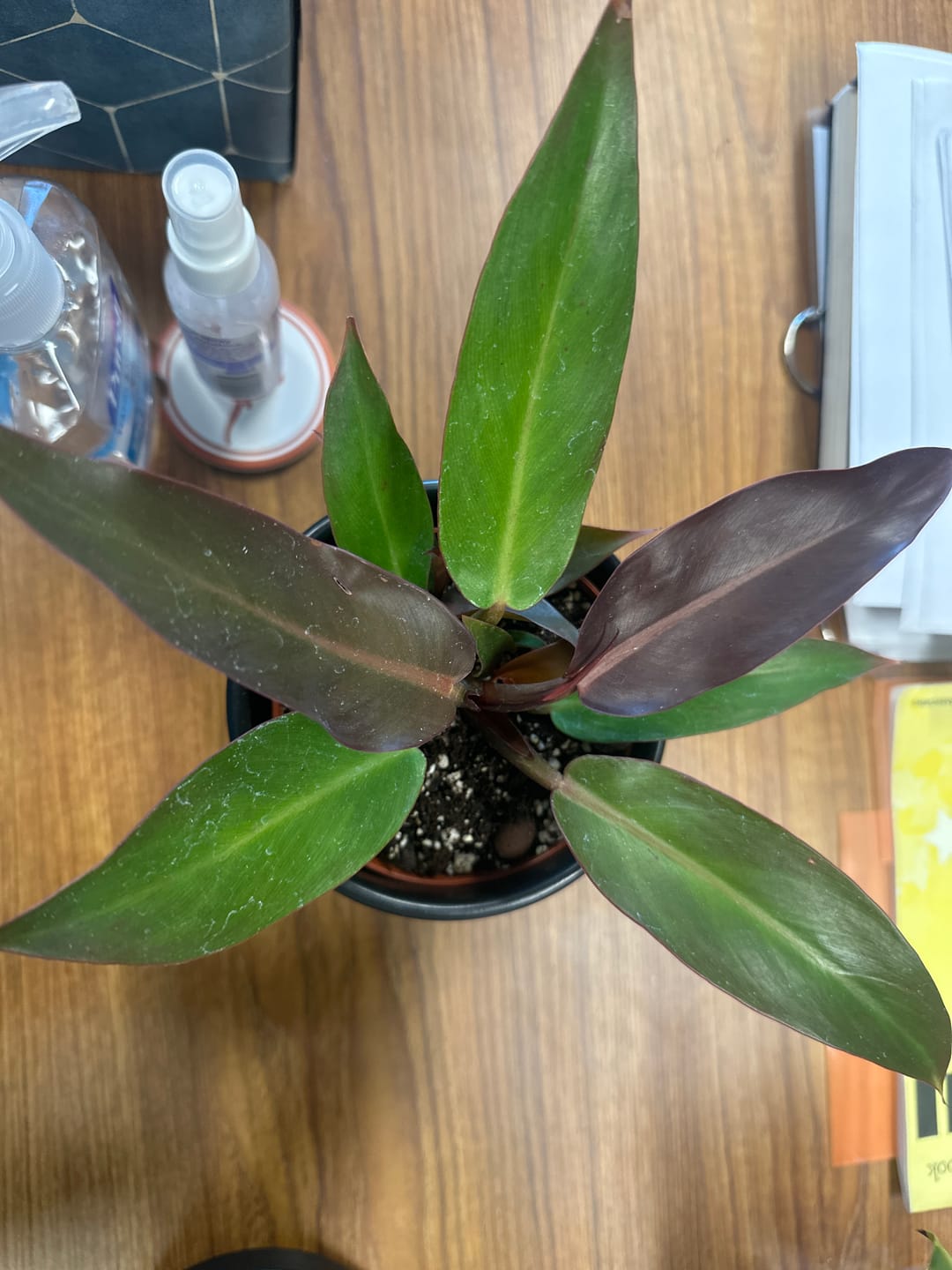 Customer photo review of Philodendron 'Sun Red'