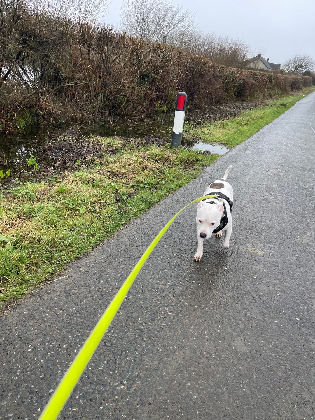 Customer photo review of Comfort Premium Harness | Non Restrictive - Black