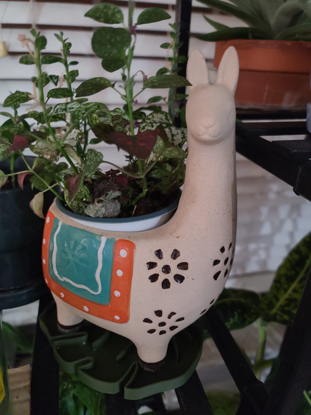 Customer photo review of Tera Sausr - Leaf-shaped Pot Saucer - Drip tray for houseplants - Humidity tray