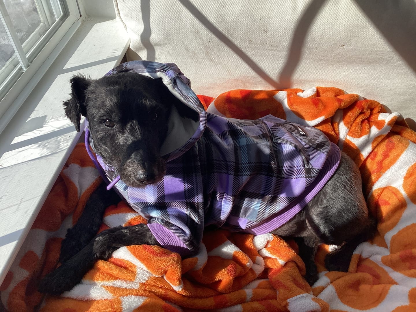 Customer photo review of Red Plaid Dog Hoodie
