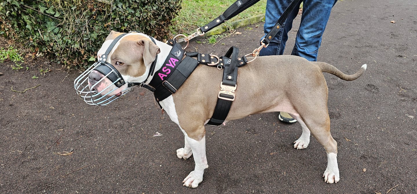 Customer photo review of Multi Guard Leash Rose Edition Svart - Multi-väktarkoppel