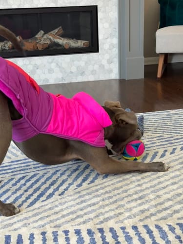 Customer photo review of Stuffies Treat Dispensing Plush Toys