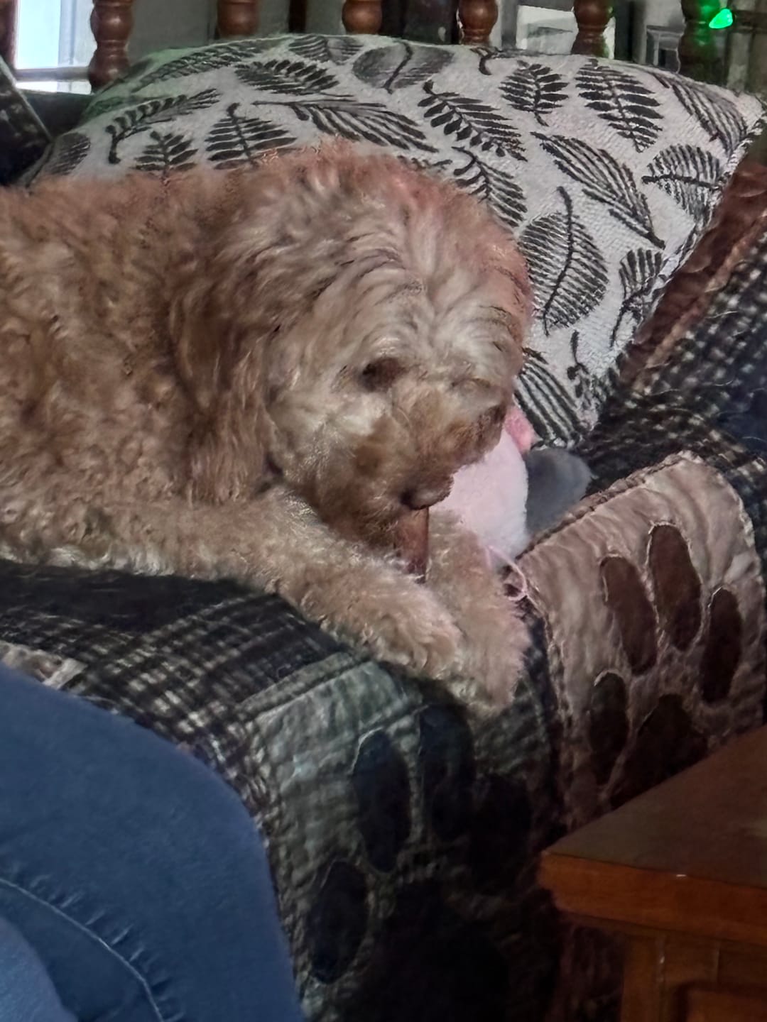 Customer photo review of 6 Inch Hand Selected Standard Bully Sticks