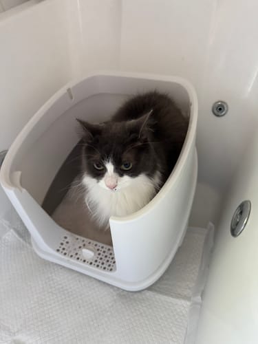 Customer photo review of 3 Month Supply - 4 Cats