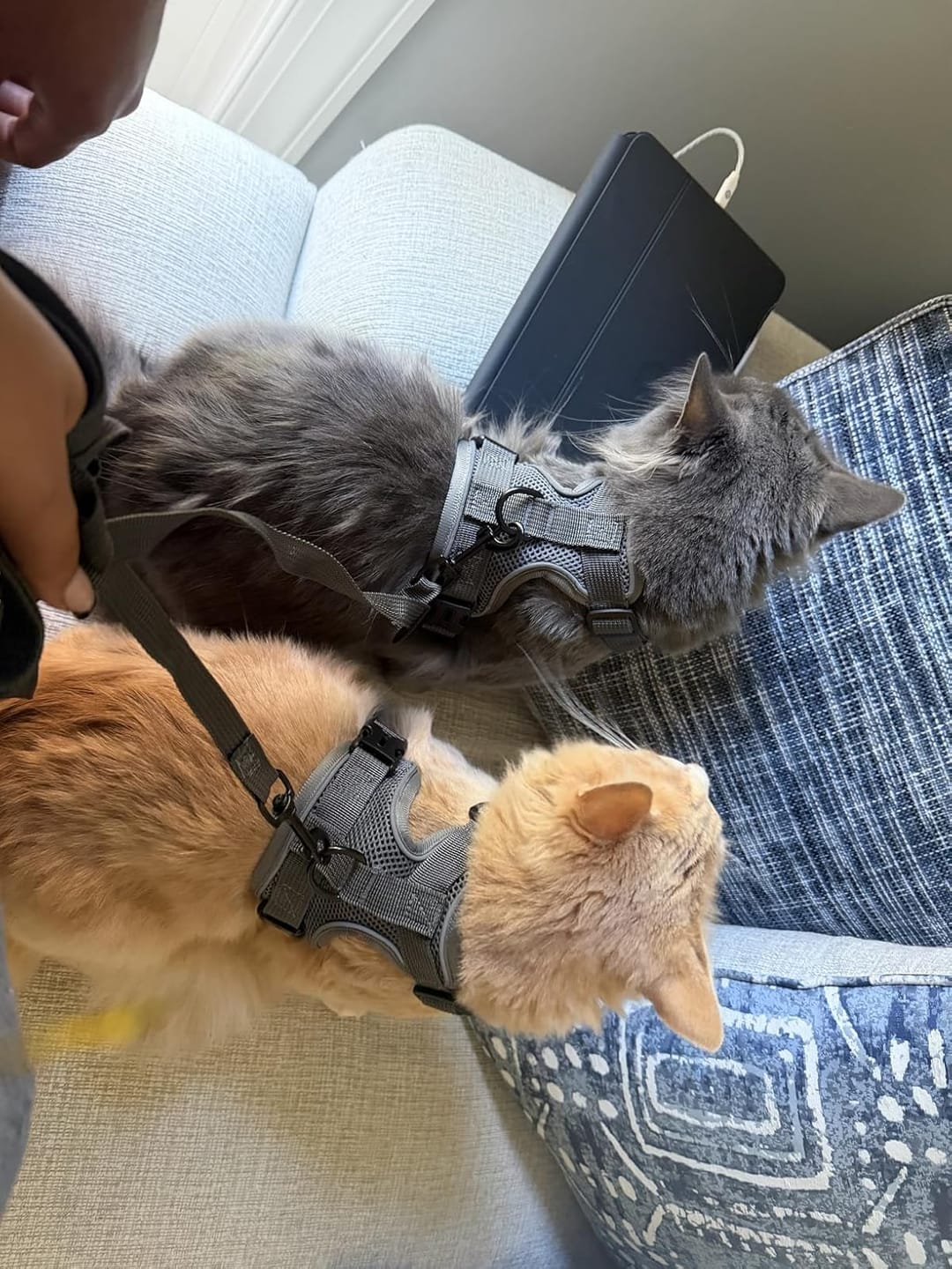 Customer photo review of Swift Tail No-Pull Pet Harness & Leash Set - For Small/Medium Pets