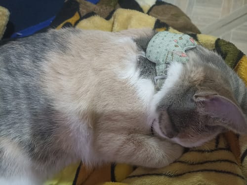 Customer photo review of CT2139 1 Pieza Collar Para Mascota Con Diseño De Gato