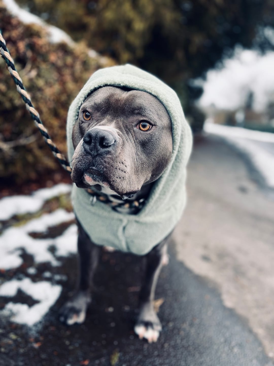 Customer photo review of Teddy Sherpa Dog Jacket - Light Green