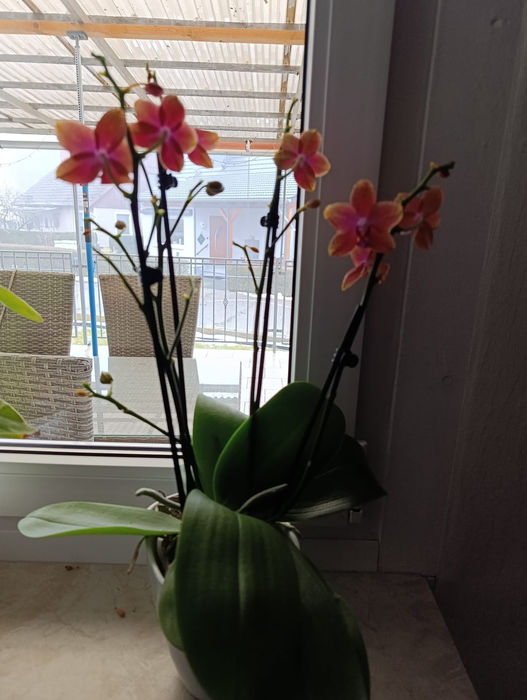 Customer photo review of Große Two of Us Duftorchidee Bolgheri mit orangen Blüten und 3 Rispen