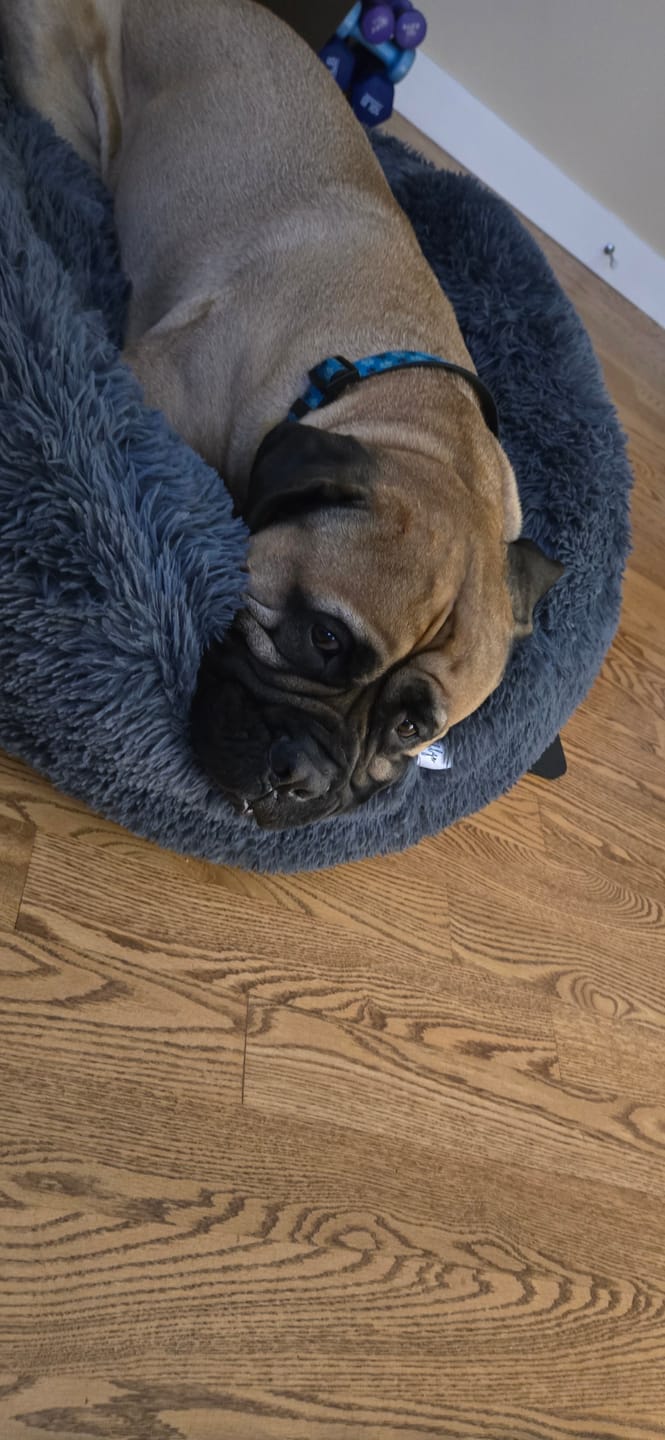 Customer photo review of Brooklyn® Deep Sleep Pet Bed
