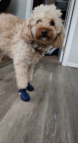 Customer photo review of WagWellies® by wagwear