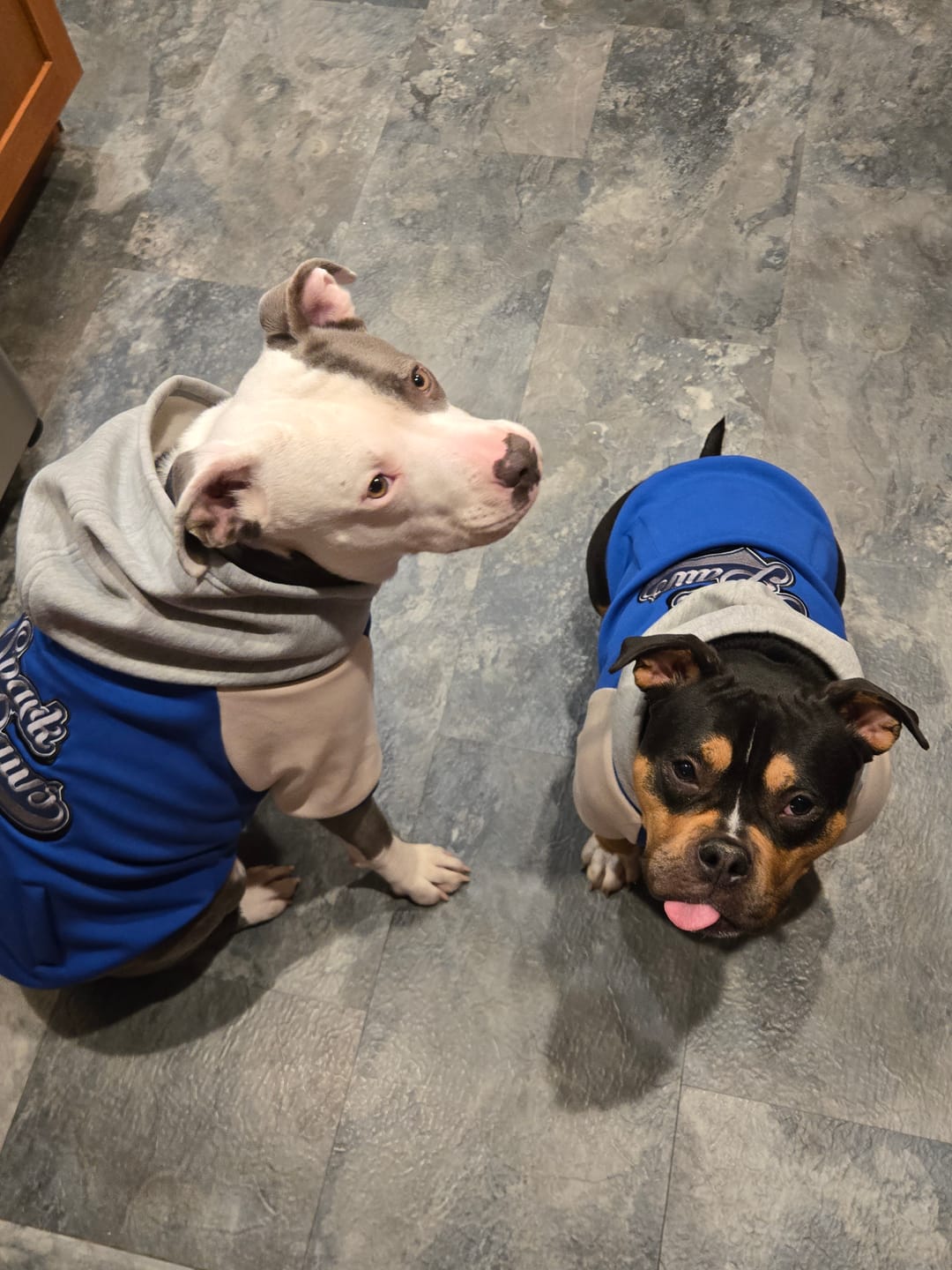 Customer photo review of Dog Varsity Jacket - Blue