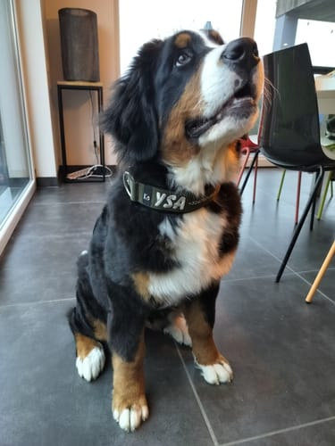 Customer photo review of Neoprene Dog Collar with Name - M | 4Kyon
