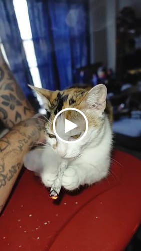 Customer video review of Sugar Shake - 1oz