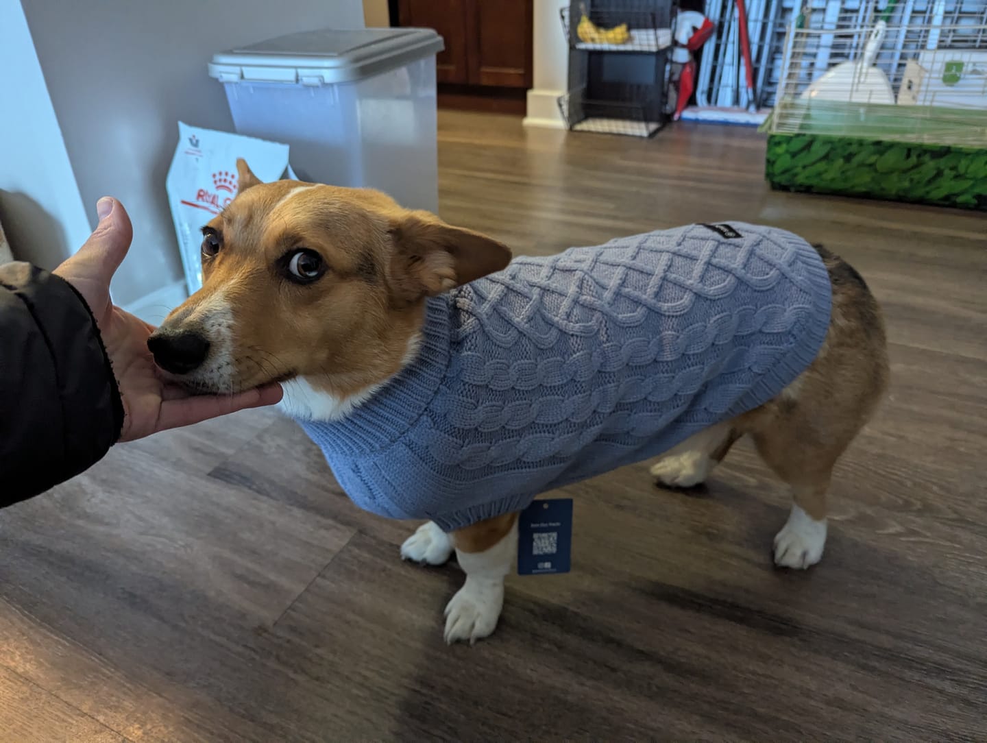 Customer photo review of Cable Knit Dog Sweater - Blue