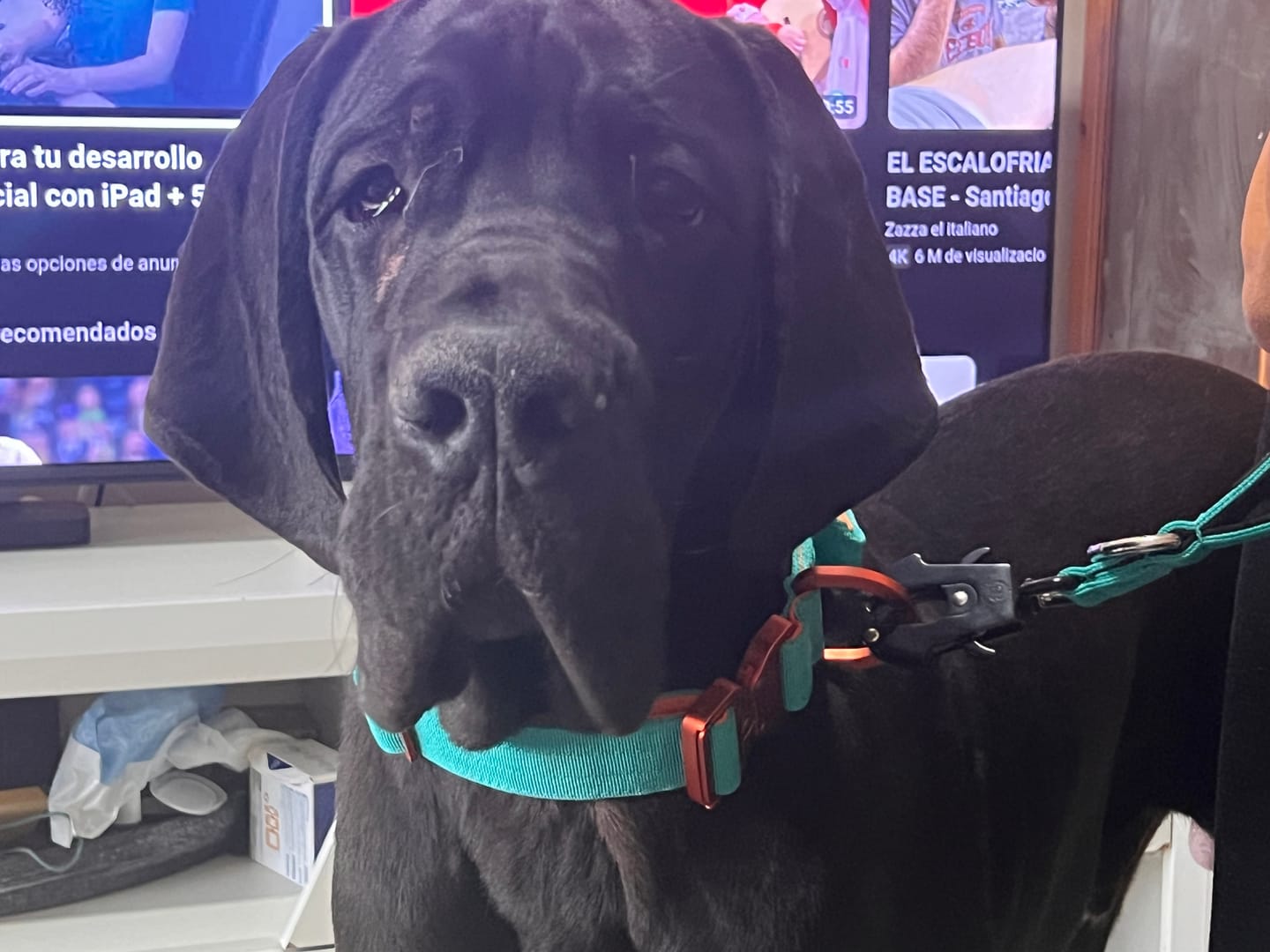 Customer photo review of 4cm LIGHTER Combat® Collar | With Handle Rated Clip - Turquoise & Orange