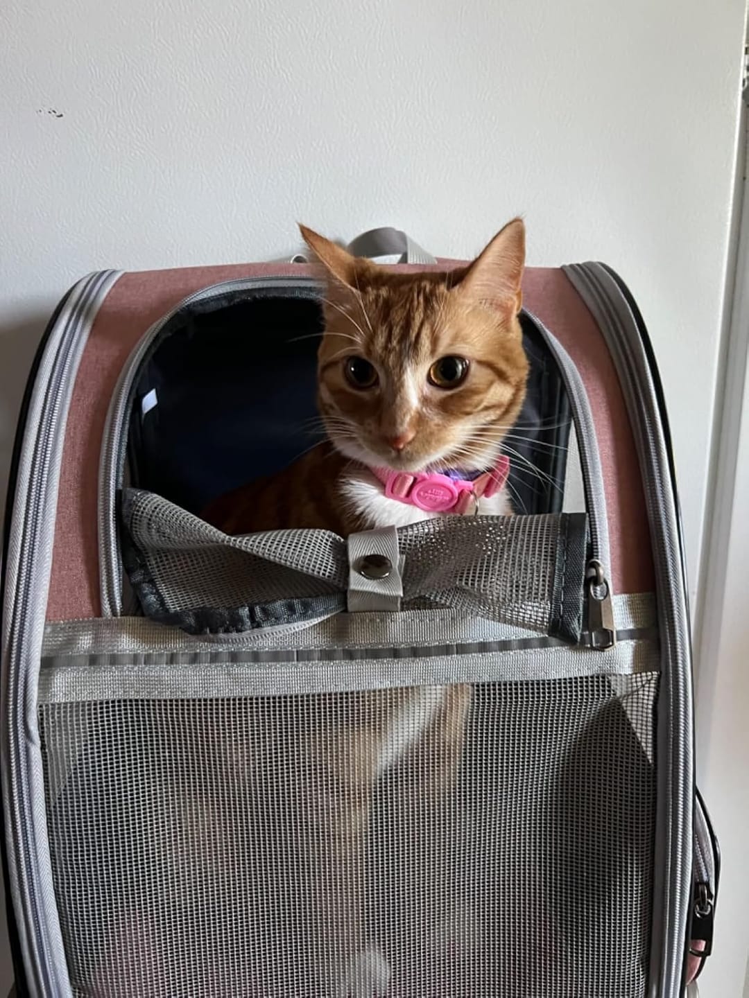 Customer photo review of PurryGO - Triple Airflow Backpack Carrier For Small Pets