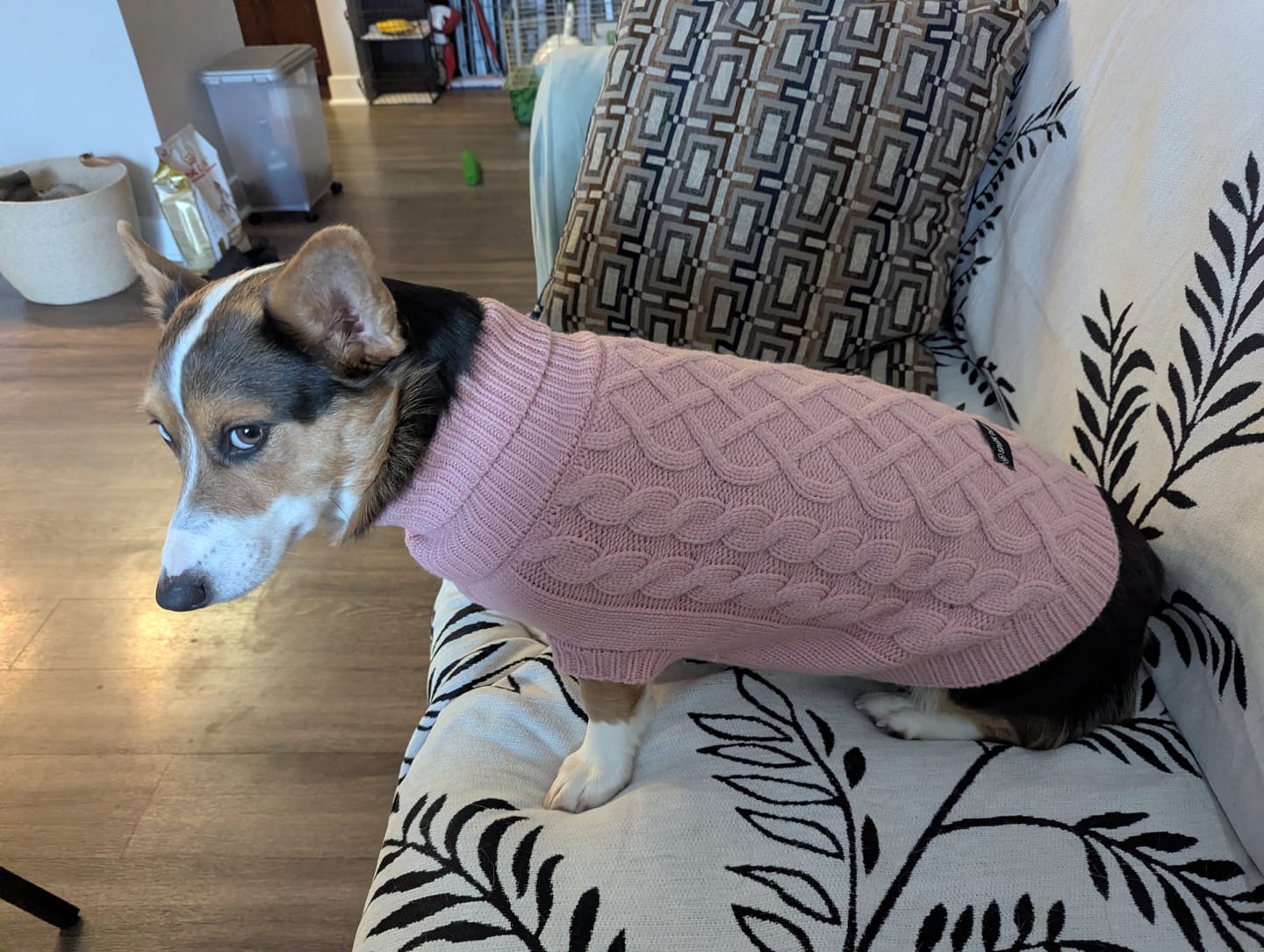 Customer photo review of Cable Knit Dog Sweater - Pink