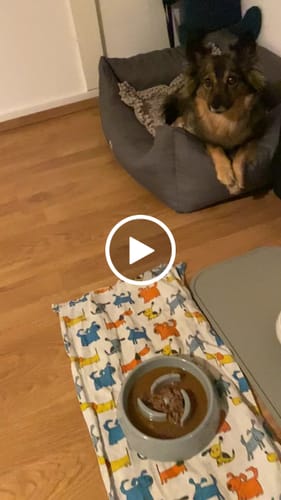 Customer video review of Frischfutter für Energiebedarf von 376 kCal/Tag