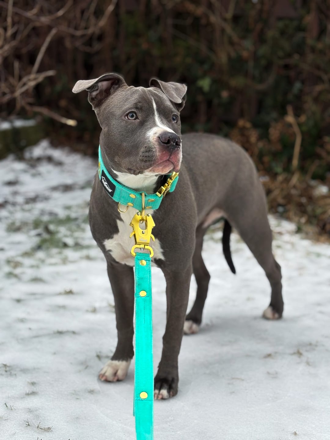 Customer photo review of Smycz dla psa z imieniem - Personal Leash