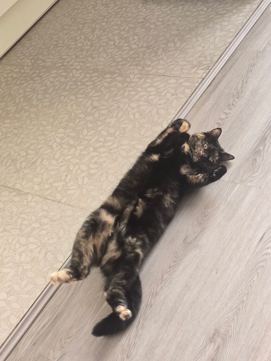 Customer photo review of All-Rounder Scented Cat Litter (W225) 10KG