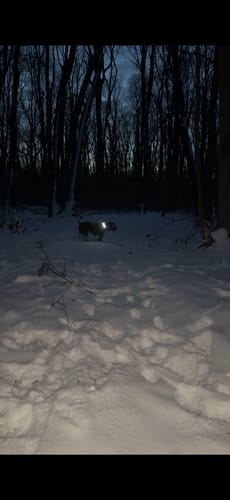 Customer photo review of 4cm Light Up LED Combat® Collar | Handle - Black