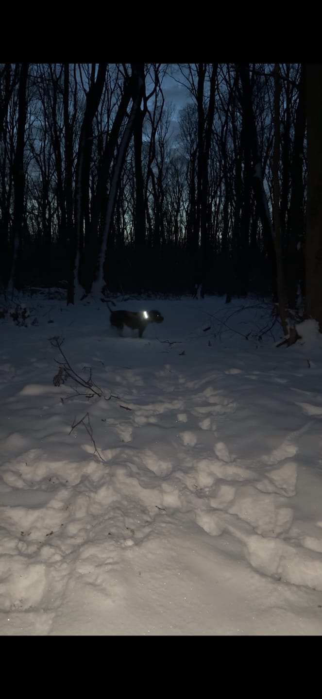 Customer photo review of 4cm Light Up LED Combat® Collar | Handle - Black