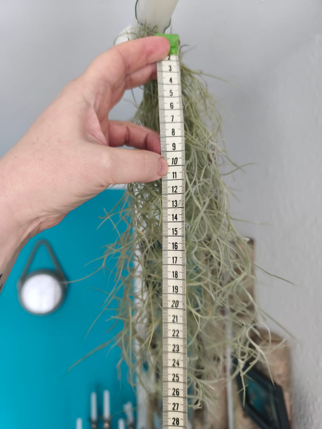 Customer photo review of Tillandsia usneoides - Lousianamoos