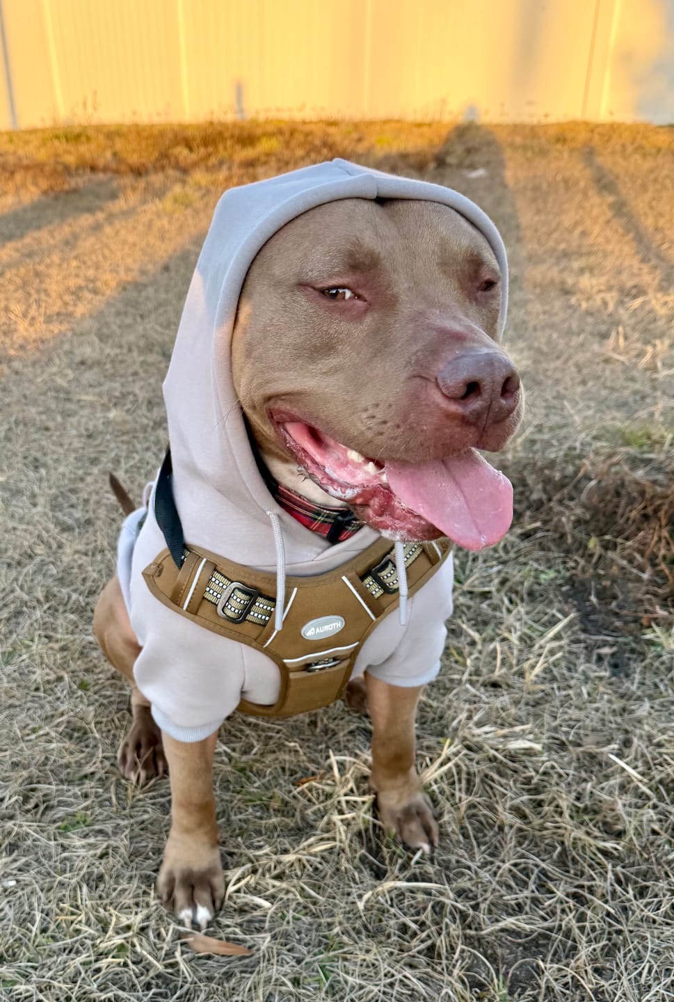 Customer photo review of Essential Dog Hoodie - Clay