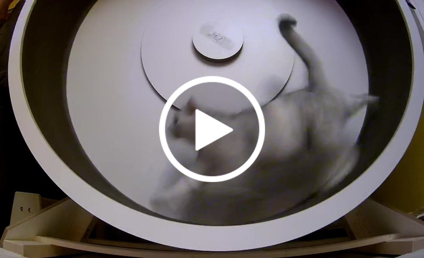 Customer video review of Elmato Katzenlaufrad Rocky Standmodell