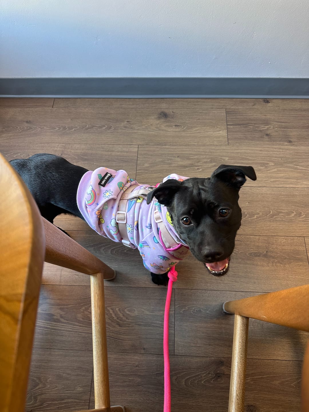 Customer photo review of Good Vibes Dog Hoodie - Purple
