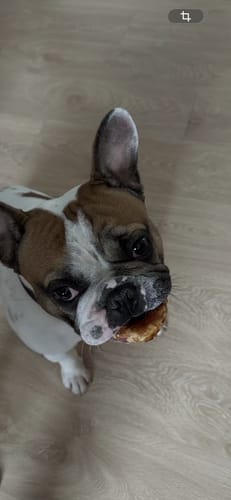 Kundes hund, der spiser en Barkii Kollagen Donut, set fra oven.