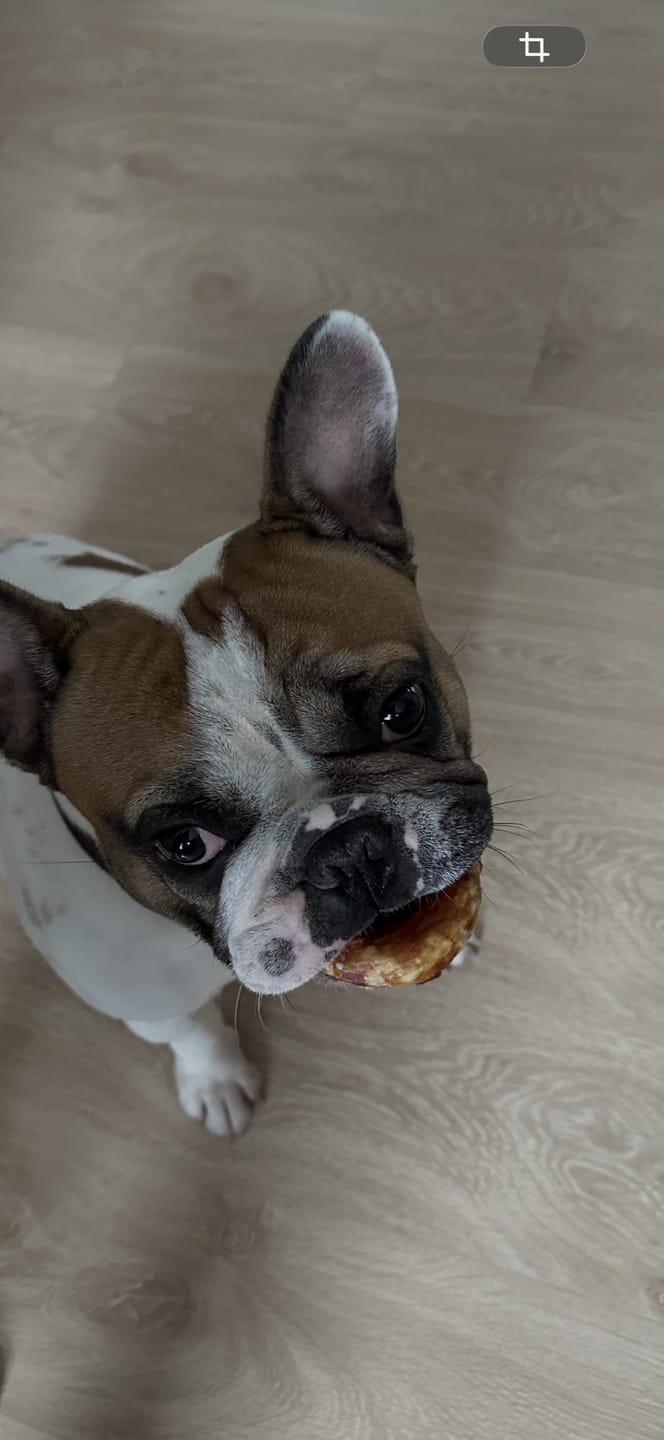 Customer photo review of Barkii - Kollagen Donuts m. And