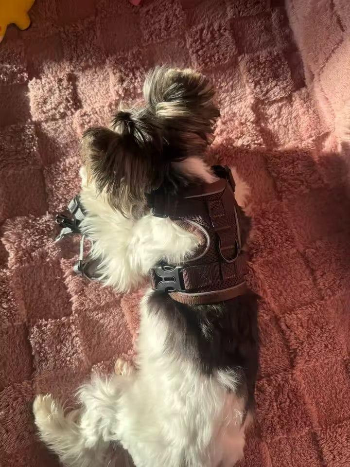 Customer photo review of Swift Tail No-Pull Pet Harness & Leash Set - For Small/Medium Pets