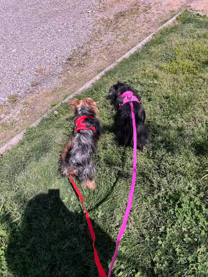 Customer photo review of Swift Tail No-Pull Pet Harness & Leash Set - For Small/Medium Pets