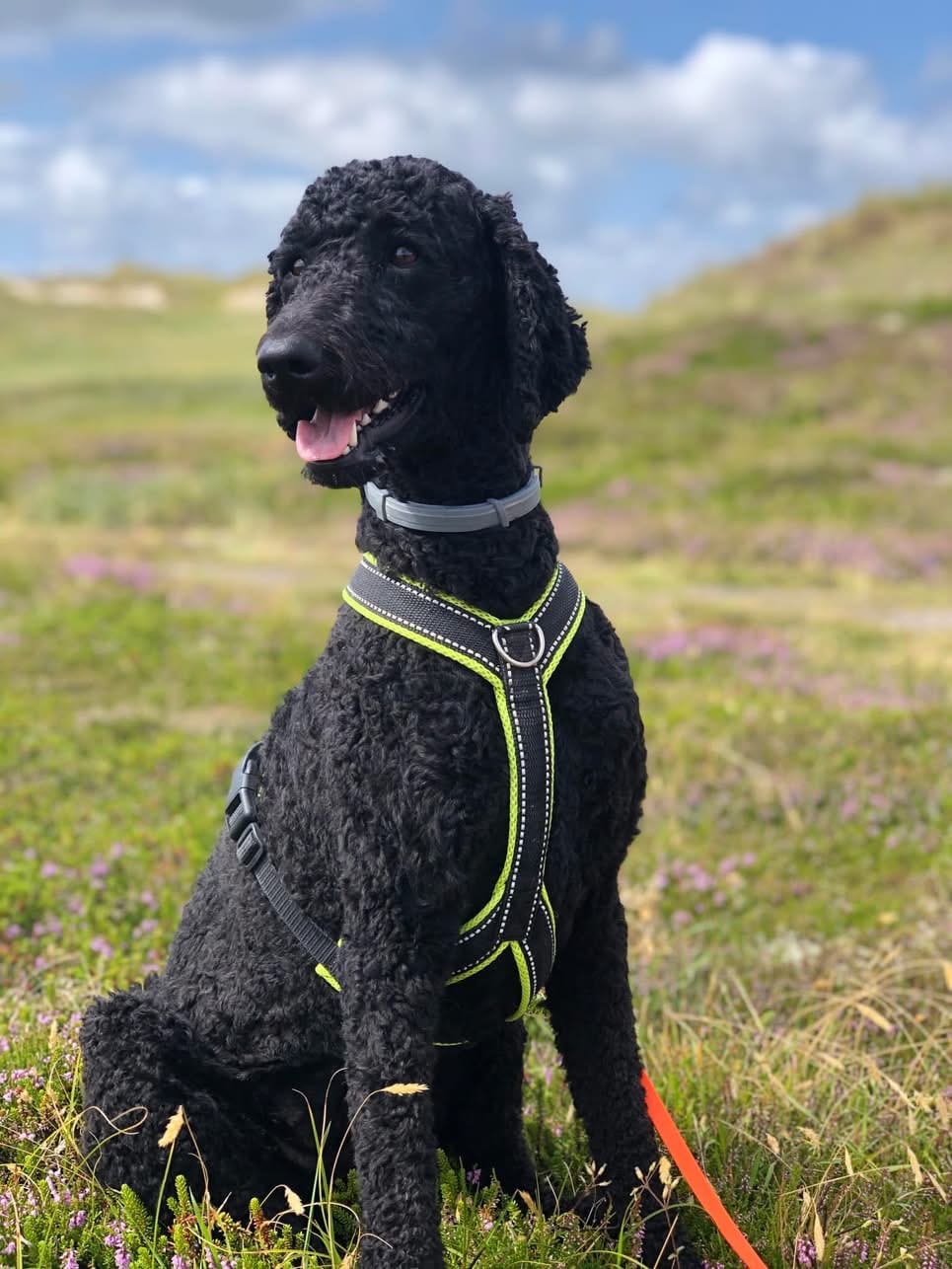 Customer photo review of Windhundgeschirr REFLEX "Yellow"