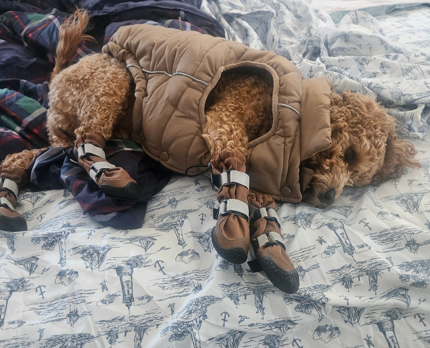 Customer photo review of Flex Shell Waterproof Dog Boots