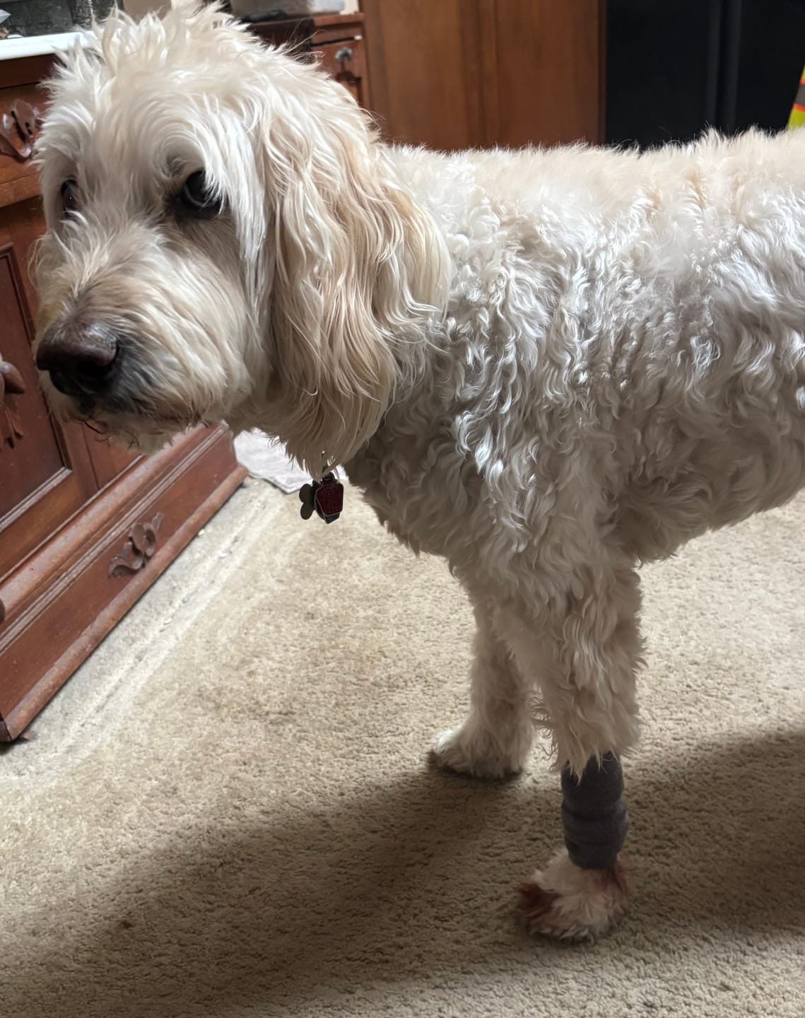 Customer photo review of Stretchy Fleece Dog Leg Warmer Sleeves