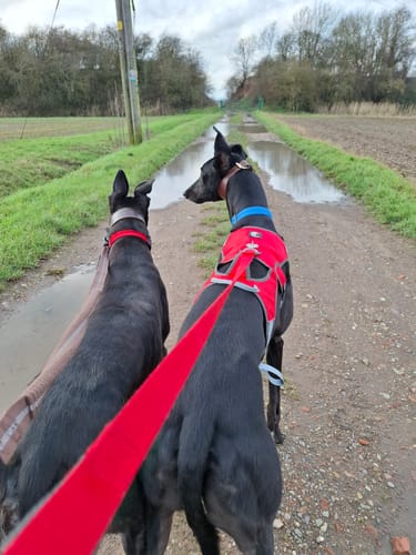 Customer photo review of Escape proof Harness (3 Strap)