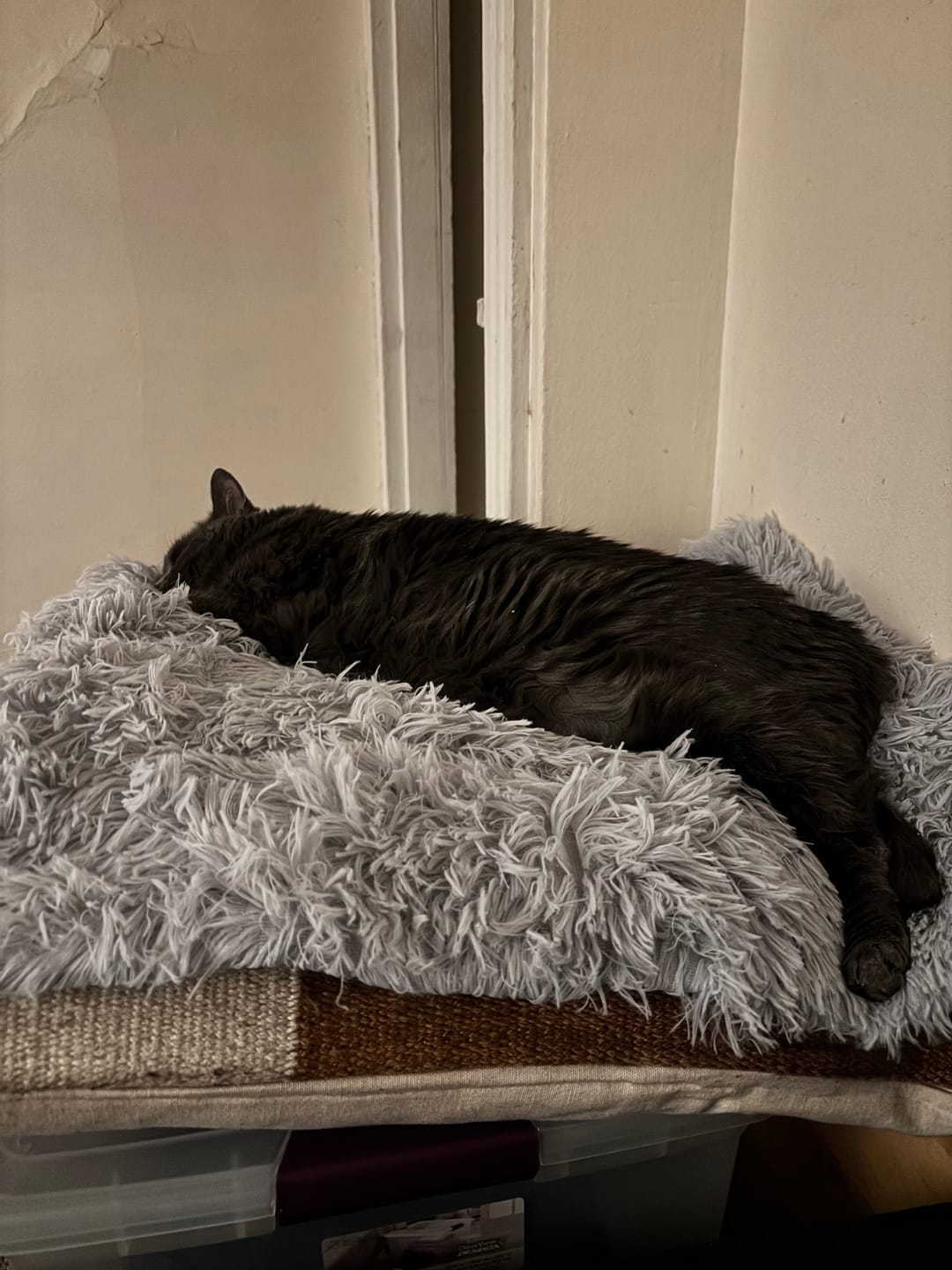 Customer photo review of 2-in-1 Soothing Cat Bed