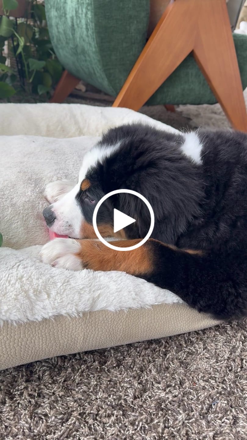 Customer video review of Strawberry Yak Chews
