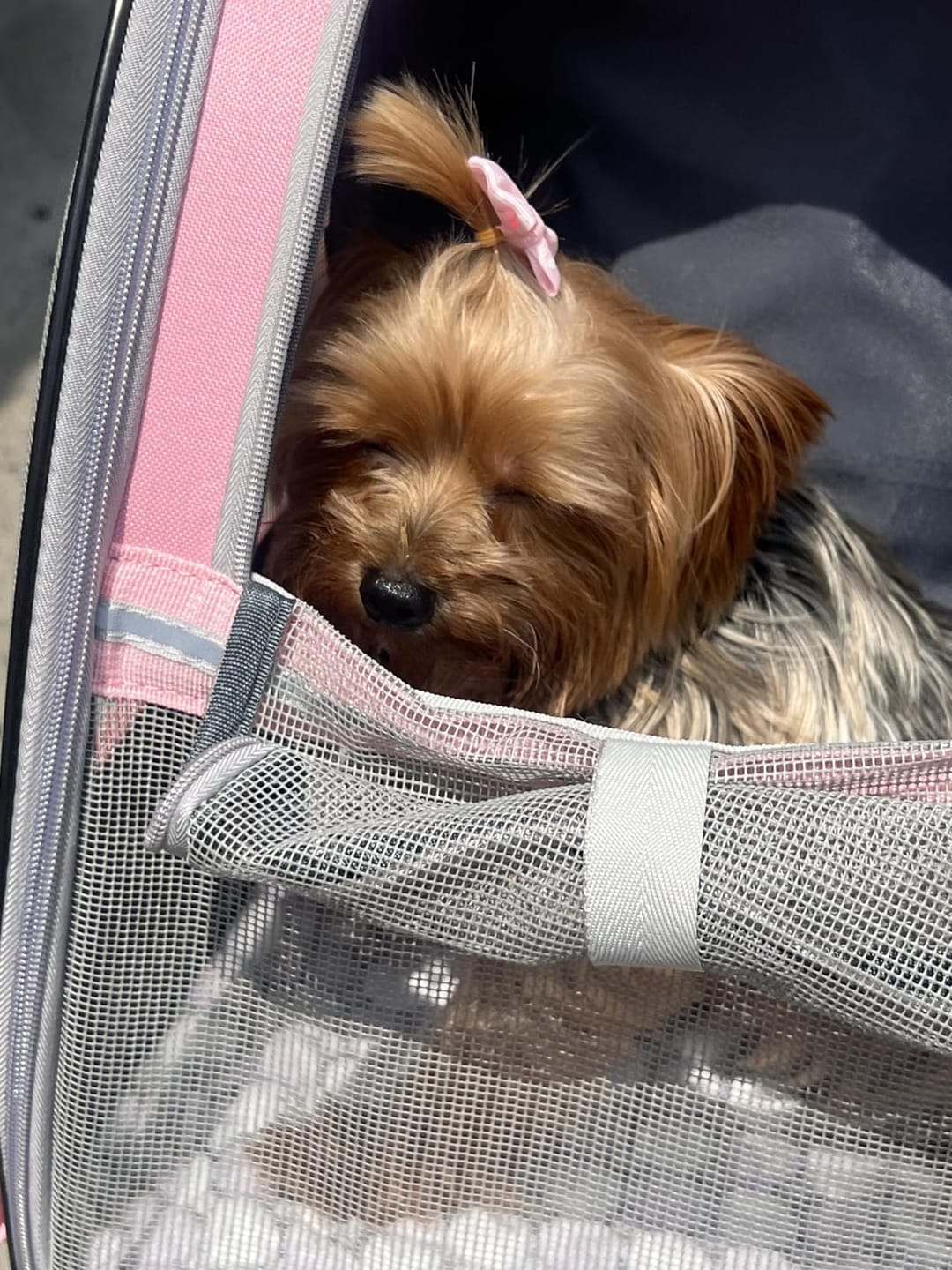 Customer photo review of PurryGO - Triple Airflow Backpack Carrier For Small Pets