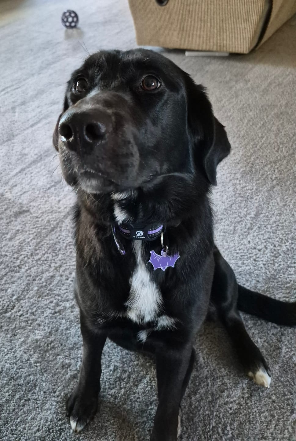 Customer photo review of PET TAG