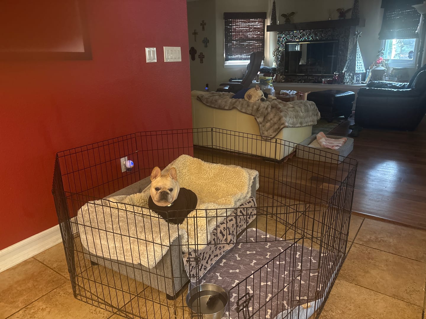 Customer photo review of Bark-Less Bites - XL Breed