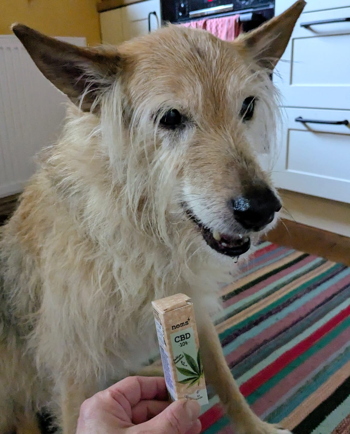 Customer photo review of 10% CBD Tropfen für Hunde