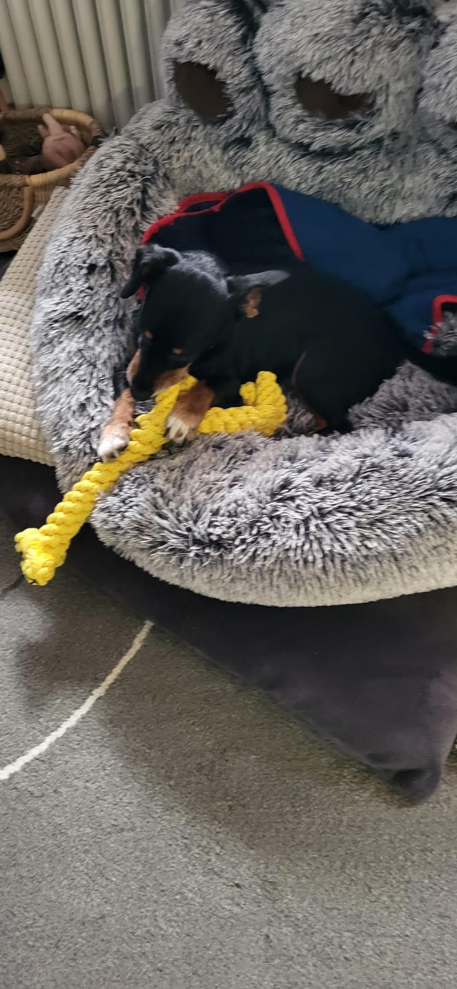 Customer photo review of Greta Giraffe – Handgemachtes Kauspielzeug aus Baumwolle für Hunde
