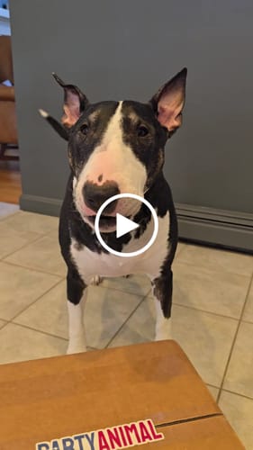 Customer video review of Personalized Dog Party Pack