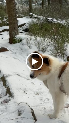 Customer video review of Lucky Belly