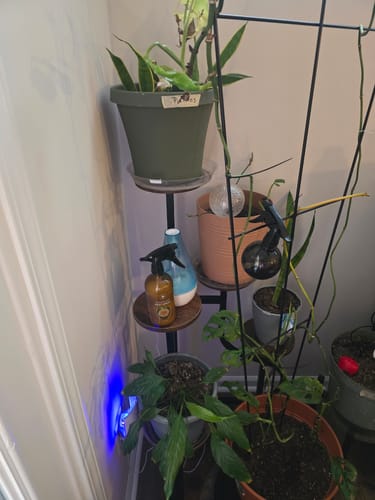 Customer's Houseplant Pest Spray on a tiered plant stand with several healthy houseplants in a corner.