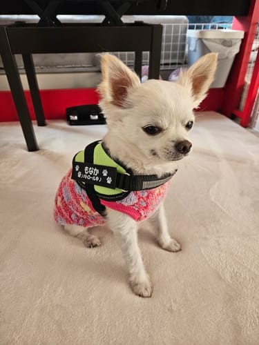 Customer photo review of FunFunPet 高機能ハーネス（お名前タグ作成サービス付き）