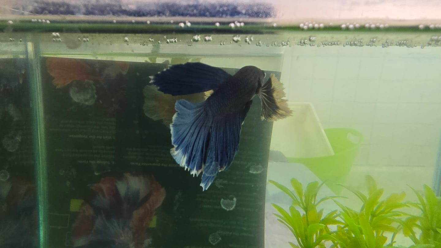 Customer photo review of Black Copper Halfmoon Male Betta Fish